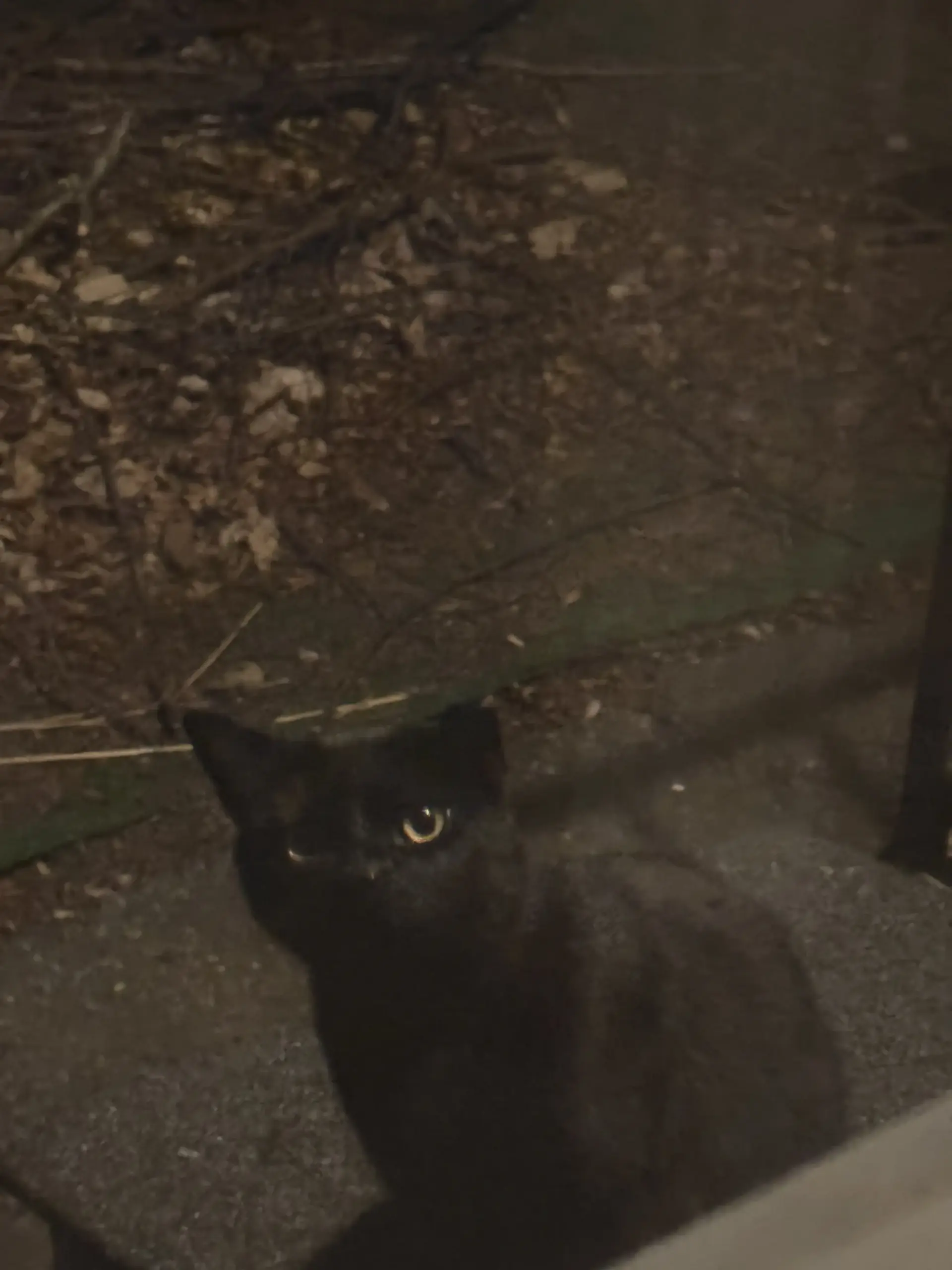 Angel outside when we first spotted him