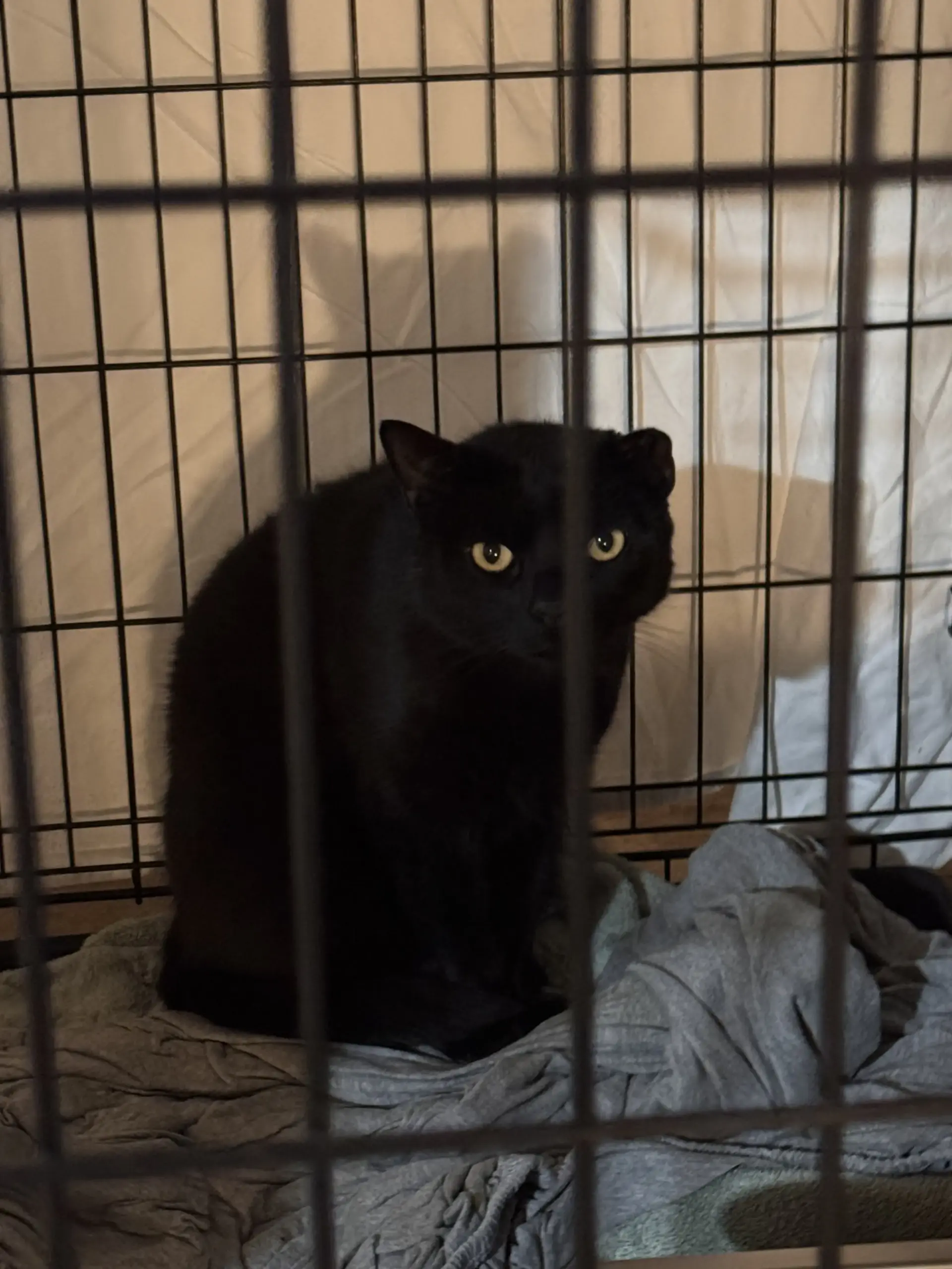 Angel in the shelter basement