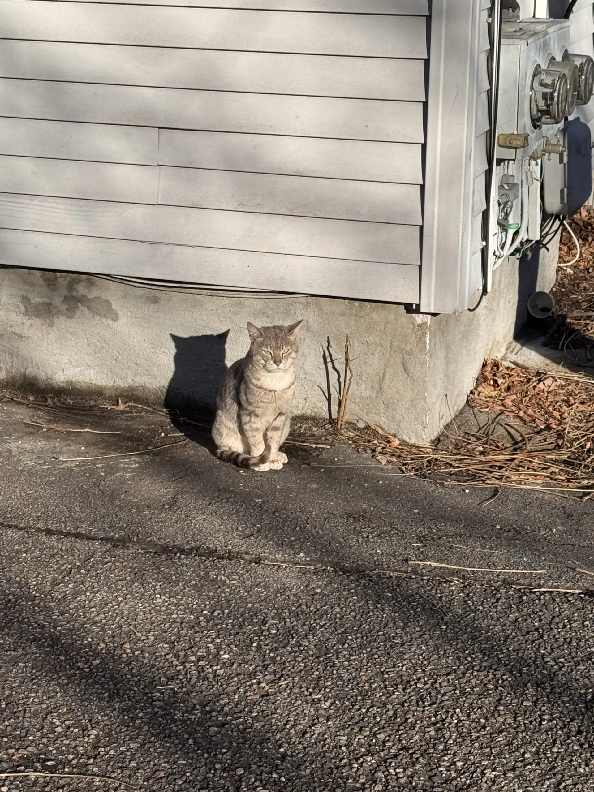 Aspen outside before being rescued