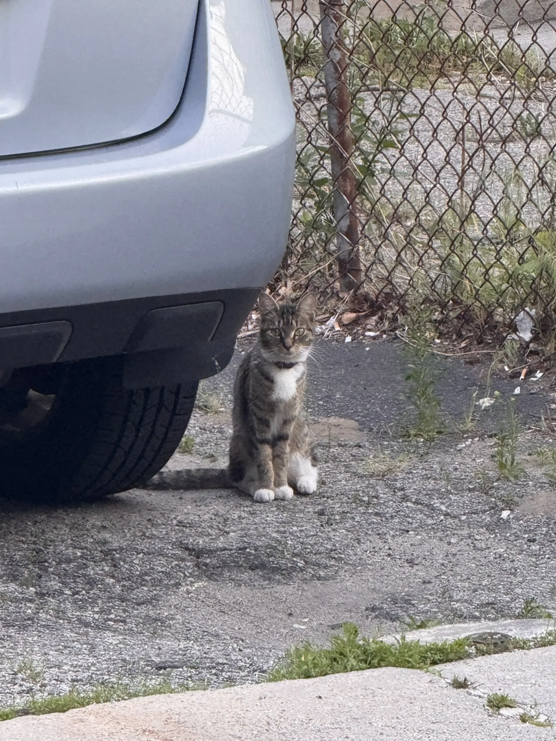 Vivian under a car in the neighborhood