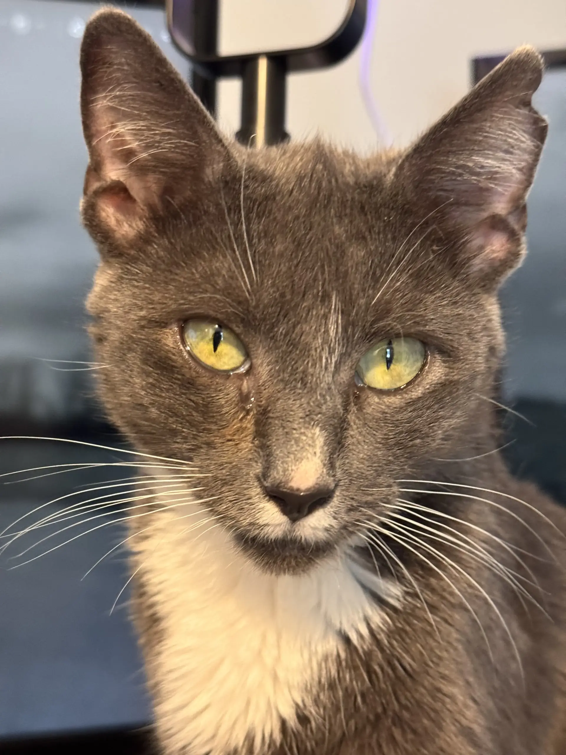 Willow — gray cat with striking green eyes