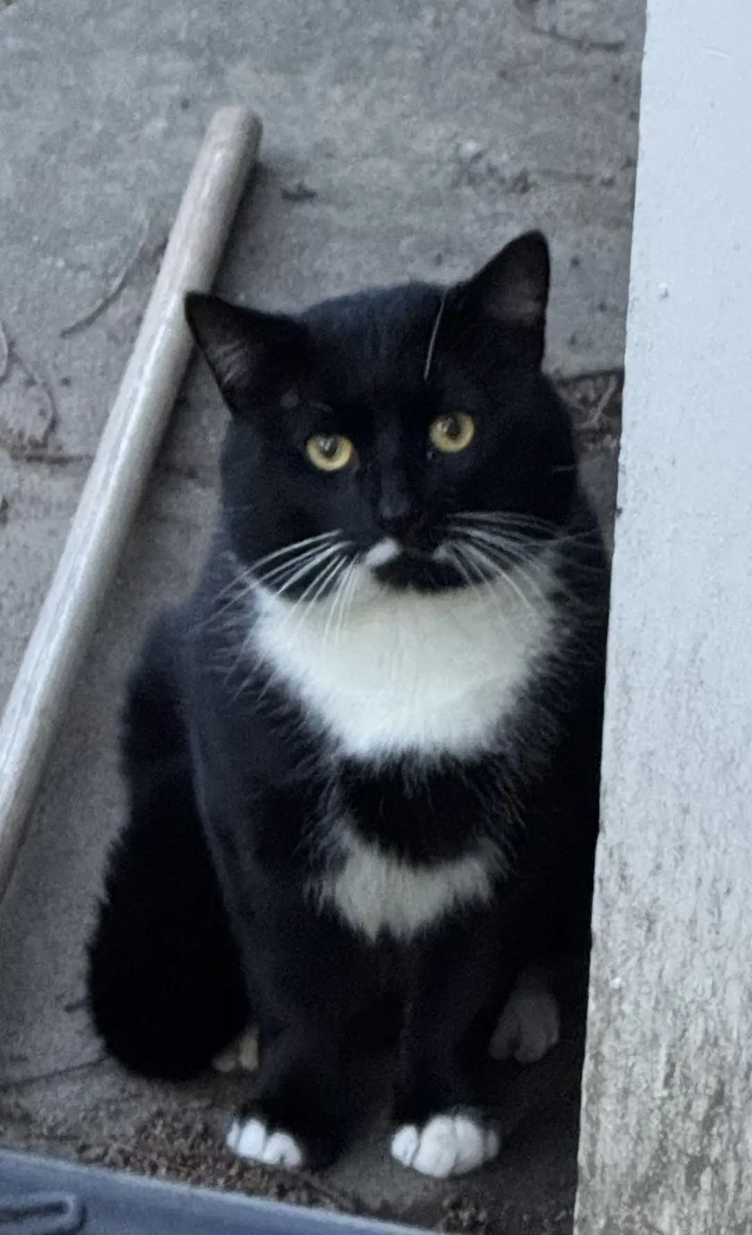 Yukon outside before being rescued