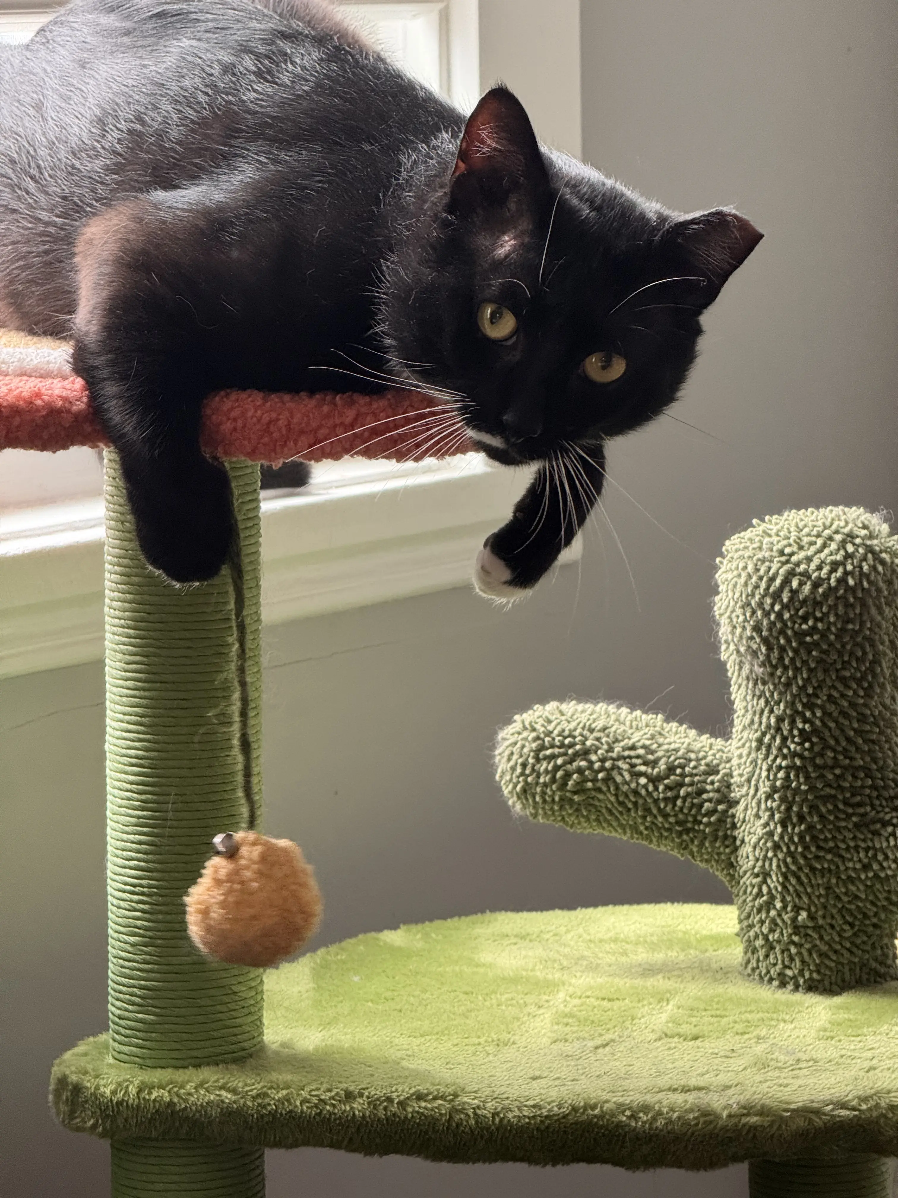 Yukon at home on his cat tree
